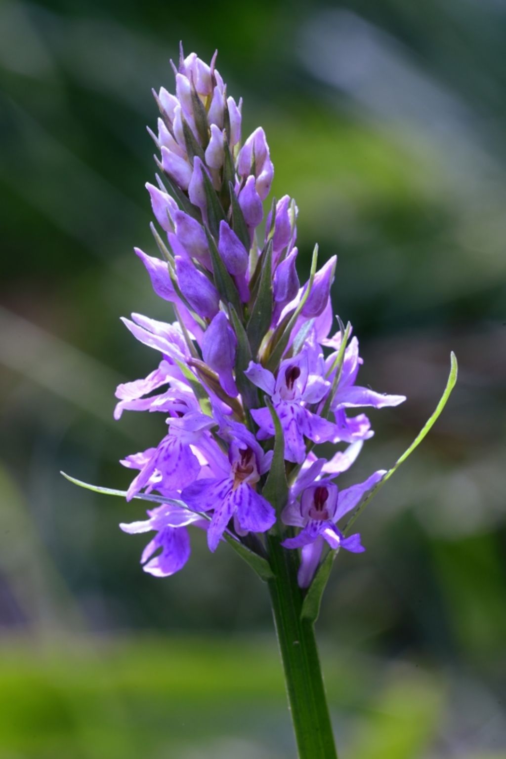 Dactylorhiza maculata subsp. fuchsii